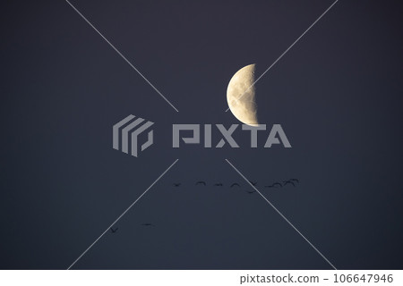 flock of birds flying with the moon in the background, La Pampa province, Patagonia, Argentina. flock of birds flying with the moon in the background, La Pampa province, Patagonia, Argentina. 106647946