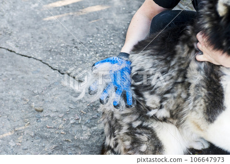 Owner of the dog is combing out the dog's fur with a special glove 106647973