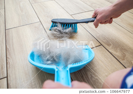 A woman removes dog hair after molting a dog with a dustpan and broom at home A woman removes dog hair after molting a dog with a dustpan and broom at home 106647977