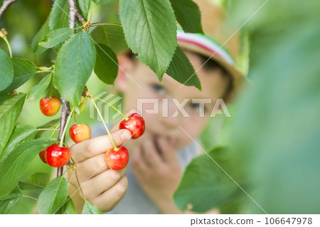 The child is picking cherries in the garden. The child is picking cherries in the garden. 106647978