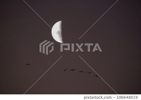 Flock of birds flying with the moon in the background, La Pampa province, Patagonia, Argentina. Flock of birds flying with the moon in the background, La Pampa province, Patagonia, Argentina. 106648019