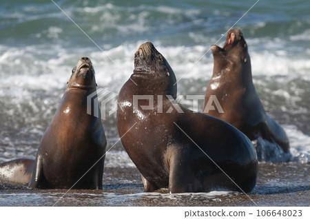 Sea Lion , Patagonia , Argentina Sea Lion , Patagonia , Argentina 106648023