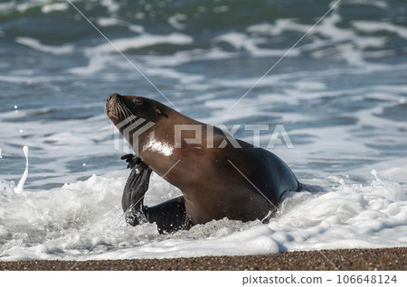 Sea Lion , Patagonia , Argentina 106648124