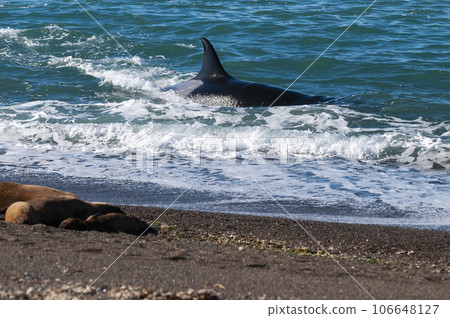 Orca hunting sea lions, Punta Norte Nature reserve, Peninsula Valdes, Patagonia Argentina Orca hunting sea lions, Punta Norte Nature reserve, Peninsula Valdes, Patagonia Argentina 106648127