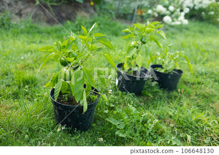 Young green pepper growing plant in black flower pots outdoors. Gardening, growing vegetables at home. 106648130