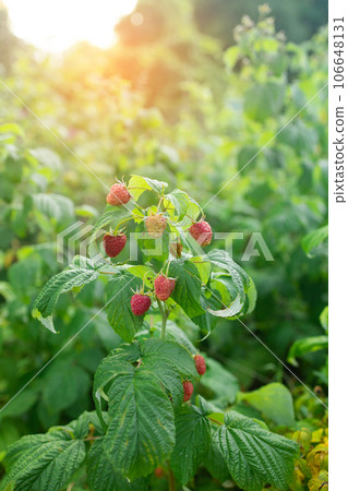 close up of branch of ripe raspberries in a garden 106648131
