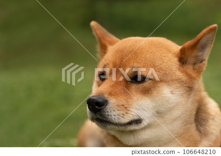 Portrait of a domestic pet Shiba Inu on green grass background on a summer day Portrait of a domestic pet Shiba Inu on green grass background on a summer day 106648210