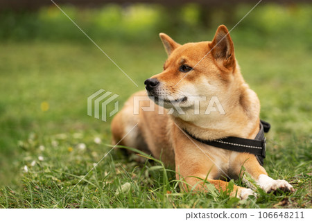 Dog Shiba Inu lying on the grass, looking aside, waiting for its owner on summer day. Bond between dog and owner. Canine loyalty. Dog Shiba Inu lying on the grass, looking aside, waiting for its owner on summer day. Bond between dog and owner. Canine loyalty. 106648211