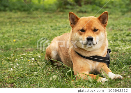 In the tranquil embrace of nature, the loyal Shiba Inu gazes attentively, forming an unbreakable bond with its owner, showcasing the beauty of the human-canine relationship In the tranquil embrace of nature, the loyal Shiba Inu gazes attentively, forming an unbreakable bond with its owner, showcasing the beauty of the human-canine relationship 106648212