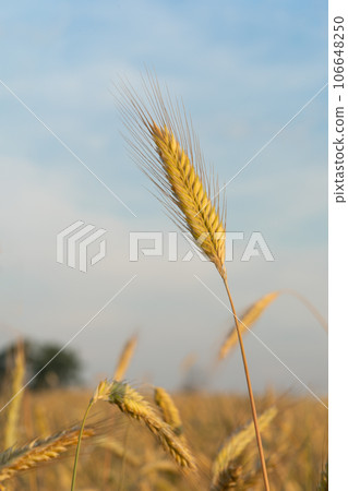 One spike rye on background field with blue sky 106648250