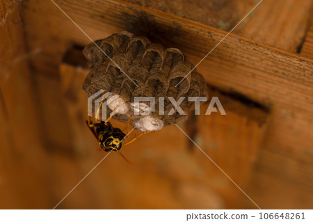 Summertime. A wild wasp is building a nest under the roof of a wooden barn. Construction of Wasp nest. Nesting behavior. Habitat of wasps. Building process of nest Summertime. A wild wasp is building a nest under the roof of a wooden barn. Construction of Wasp nest. Nesting behavior. Habitat of wasps. Building process of nest 106648261