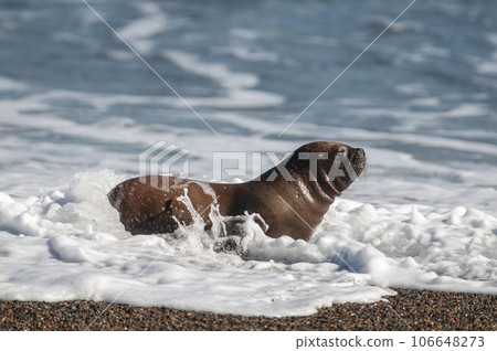 Sea Lion baby, Peninsula Valdes, Heritage Site, 106648273