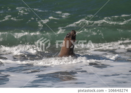Sea Lion baby, Peninsula Valdes, Heritage Site, 106648274