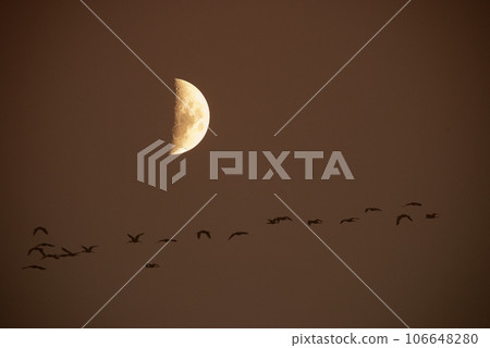 Moon in a clear sky before dark 106648280