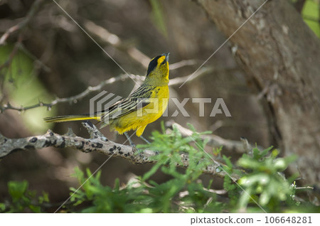 Yellow Cardinal, Gubernatrix cristata, Endangered species in La Pampa, Argentina 106648281