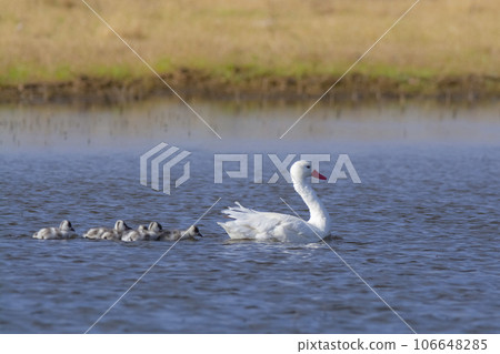 Coscoroba swans with chicks, La Pampa Province, Patagonia, Argentina. 106648285