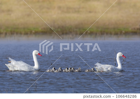 Coscoroba swans with chicks, La Pampa Province, Patagonia, Argentina. Coscoroba swans with chicks, La Pampa Province, Patagonia, Argentina. 106648286