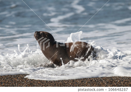Sea Lion , Patagonia , Argentina Sea Lion , Patagonia , Argentina 106648287