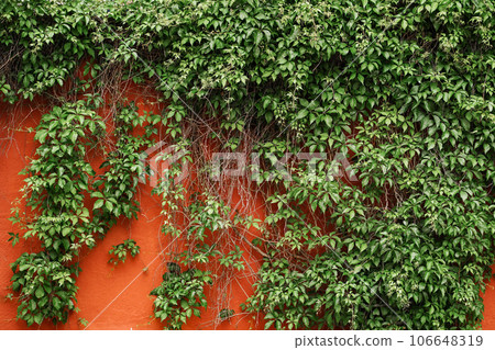 Green wild grapes leaves, grunge wall background with foliage. The natural texture of the wild grapes leaves, orange wall covered with vine leaves Green wild grapes leaves, grunge wall background with foliage. The natural texture of the wild grapes leaves, orange wall covered with vine leaves 106648319