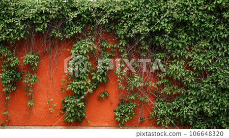 Green wild grapes leaves, grunge wall background with foliage. The natural texture of the wild grapes leaves, orange wall covered with vine leaves, banner Green wild grapes leaves, grunge wall background with foliage. The natural texture of the wild grapes leaves, orange wall covered with vine leaves, banner 106648320