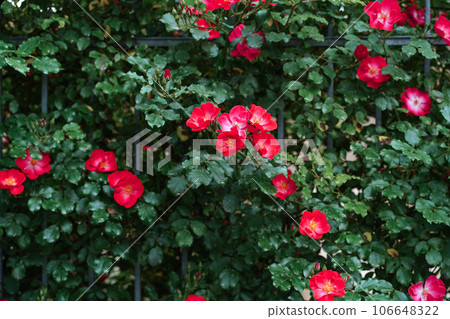 Blooming bright mass pink red wild roses, dog rose, rosa canina, rosehip, flowers and green leaves climbing over iron fence in summer. Selective focus Blooming bright mass pink red wild roses, dog rose, rosa canina, rosehip, flowers and green leaves climbing over iron fence in summer. Selective focus 106648322