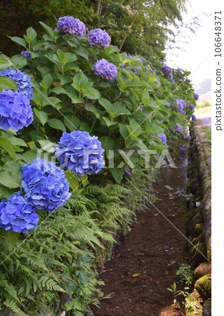 Hydrangea Hydrangea 106648371
