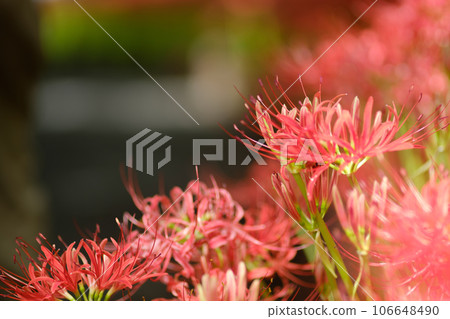 Cluster amaryllis 106648490