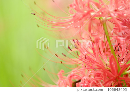 群集孤挺花 106648493