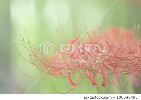 群集孤挺花 106648495