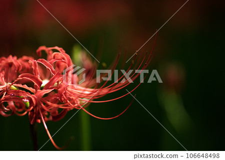 Cluster amaryllis Cluster amaryllis 106648498