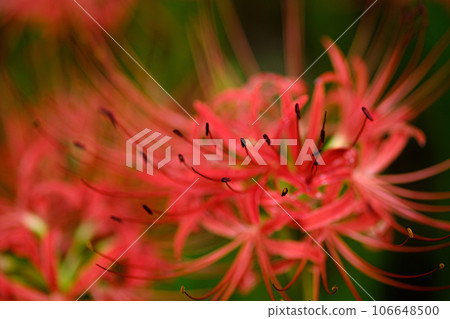 Cluster amaryllis 106648500