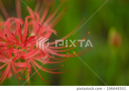 Cluster amaryllis 106648501