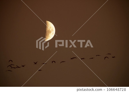 Moon in a clear sky before dark 106648728