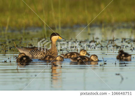 Silver teal, Spatula versicolor , with chicks, La Pampa Province, Patagonia, Argentina. 106648751