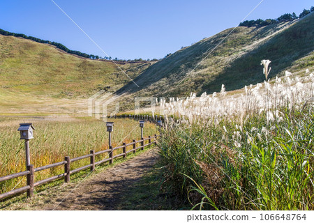 Japanese pampas grass spot ``Soni Kogen/Nara Prefecture'' Japanese pampas grass spot ``Soni Kogen/Nara Prefecture'' 106648764