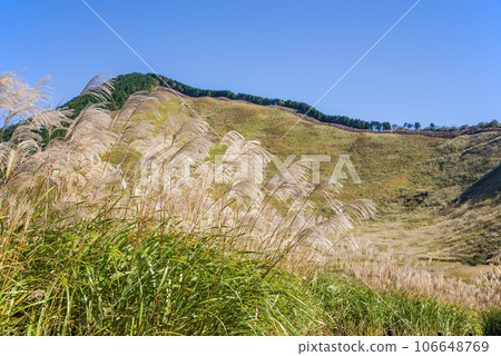 Japanese pampas grass spot ``Soni Kogen/Nara Prefecture'' Japanese pampas grass spot ``Soni Kogen/Nara Prefecture'' 106648769