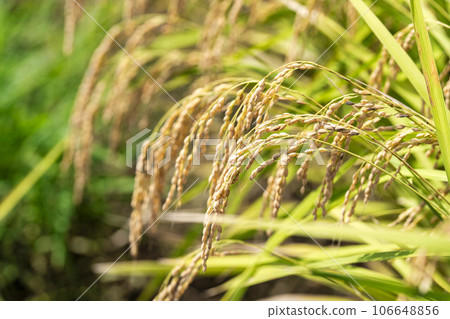 Autumn paddy fields, golden ears of rice swaying in the wind, Shibata Town, Miyagi Prefecture 106648856