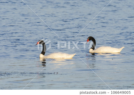 Black necked Swan swimming in a lagoon, La Pampa Province, Patagonia, Argentina. Black necked Swan swimming in a lagoon, La Pampa Province, Patagonia, Argentina. 106649005