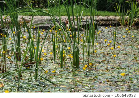 surface of the pond is overgrown with sedge and yellow water lilies 106649058