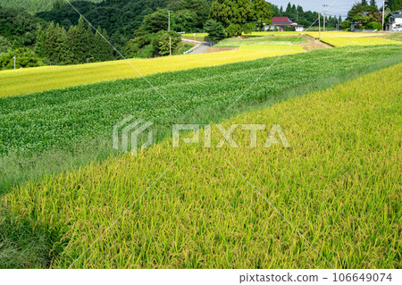 Buckwheat fields with drooping ears of rice and white flowers 106649074