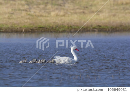Coscoroba swans with chicks, La Pampa Province, Patagonia, Argentina. 106649081