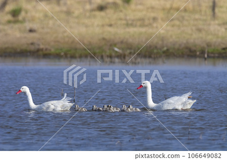 Coscoroba swans with chicks, La Pampa Province, Patagonia, Argentina. 106649082