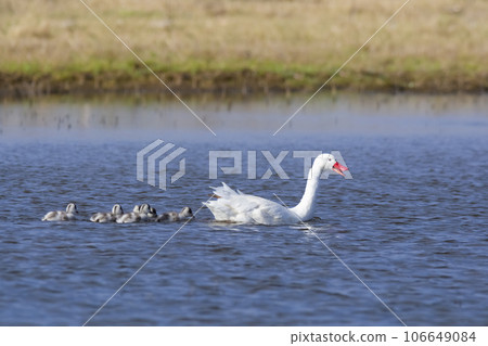 Coscoroba swans with chicks, La Pampa Province, Patagonia, Argentina. 106649084