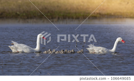 Coscoroba swans with chicks, La Pampa Province, Patagonia, Argentina. Coscoroba swans with chicks, La Pampa Province, Patagonia, Argentina. 106649085