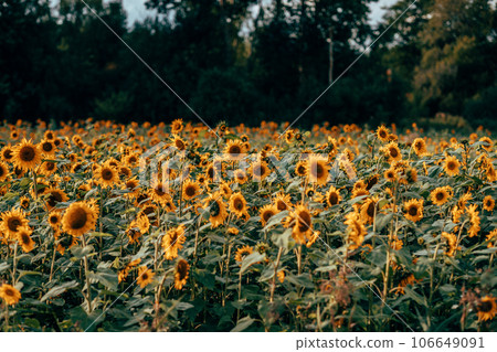 A field of sunflowers in sunlight 106649091