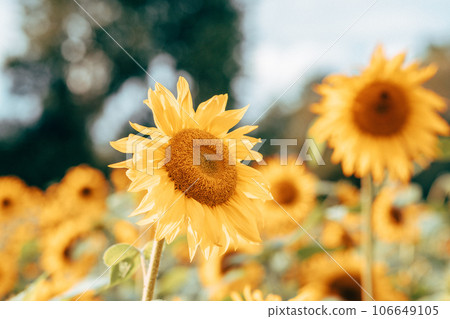 A field of sunflowers in sunlight 106649105