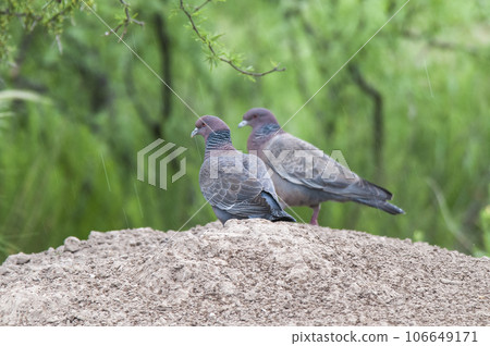 Picazuro Pigeon, La Pampa province , Argentina. 106649171