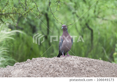 Picazuro Pigeon, La Pampa province , Argentina. 106649173
