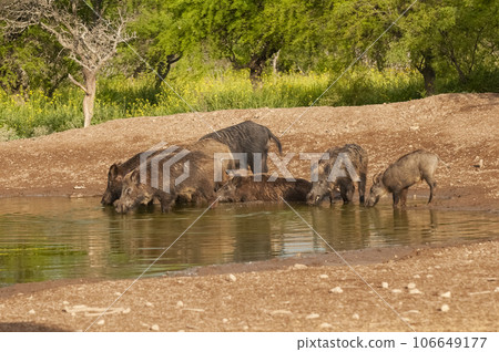 Wild boar herd in a water hole, Chaco Forest, La Pampa province, Argentina. 106649177