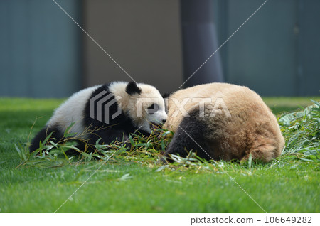 湯濱試圖叫醒吉濱媽媽 106649282